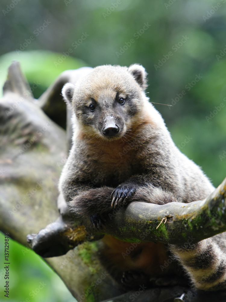Fototapeta premium coati roux