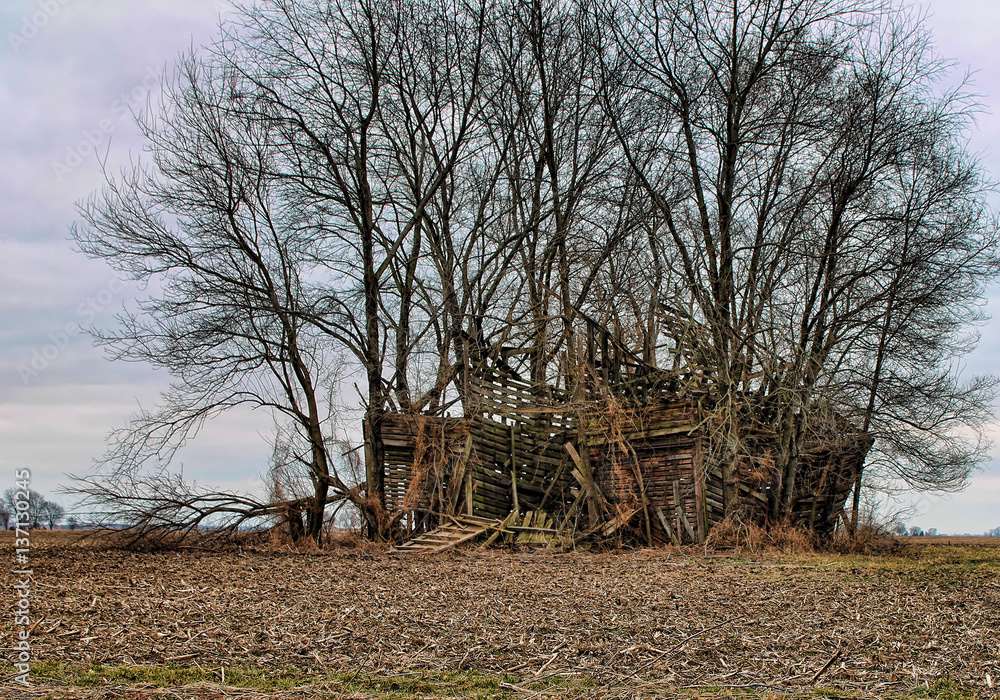 An abandoned broken down wood barn that has trees growning around it.