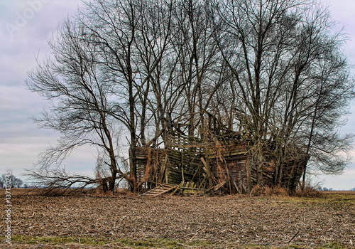 An abandoned broken down wood barn that has trees growning around it.