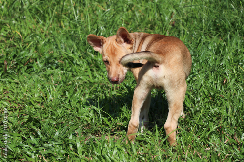 Young dog playing on grass