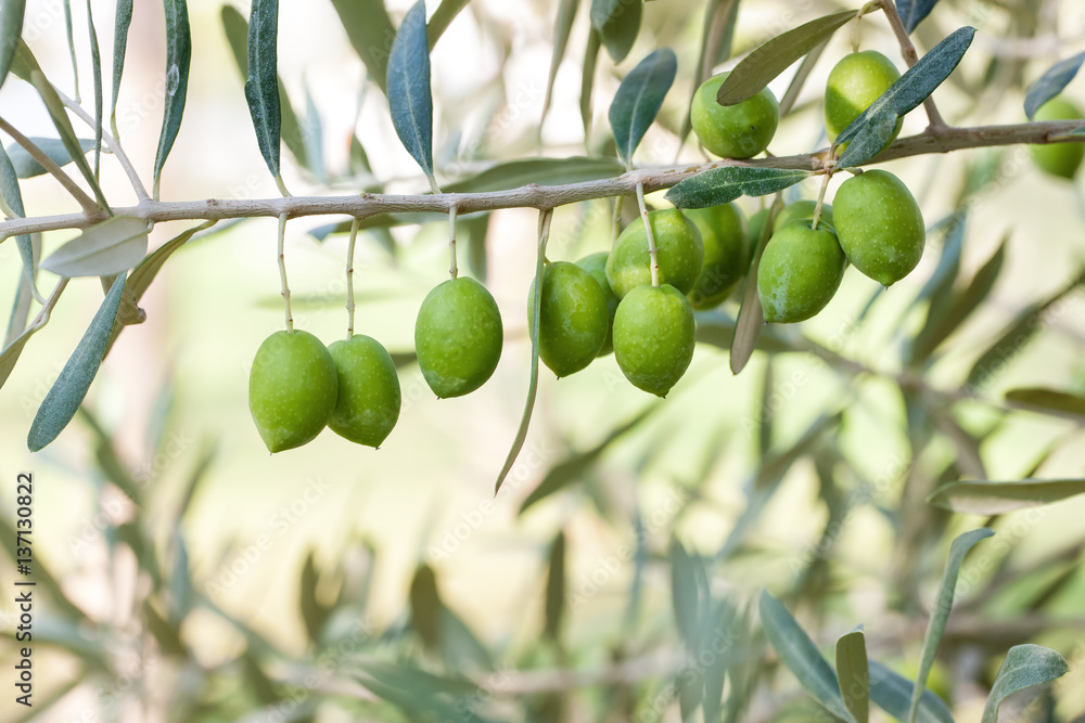 Olives background, selective focus . Olives background, selective focus .