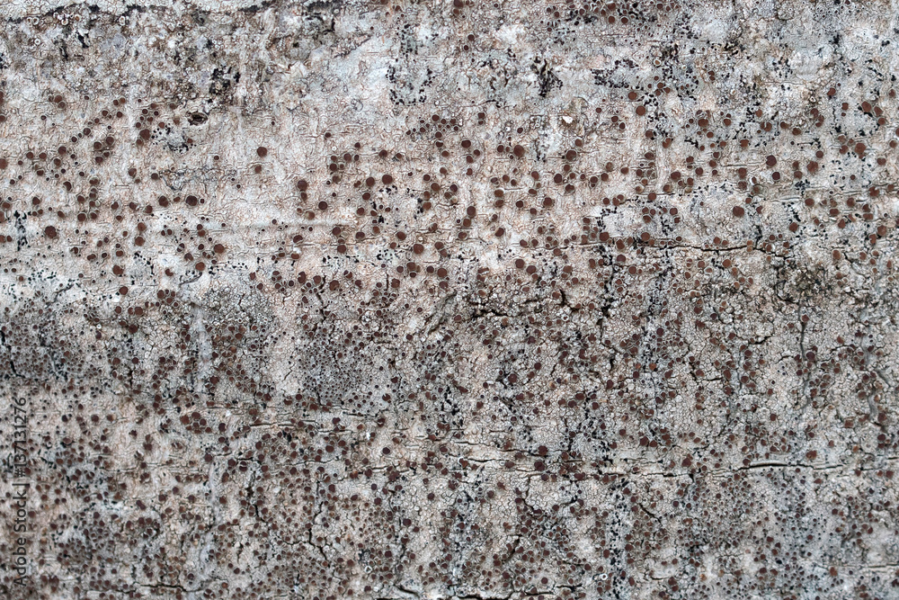 Fototapeta premium Old bark macro