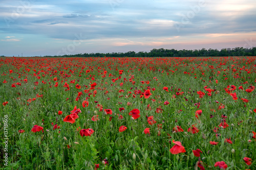 Poppy field and blue sky