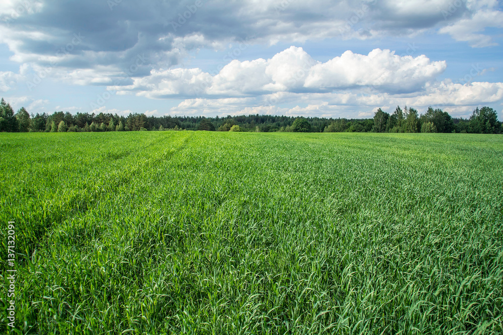 Fototapeta premium Winter wheat growing on the field. Sowing crops.