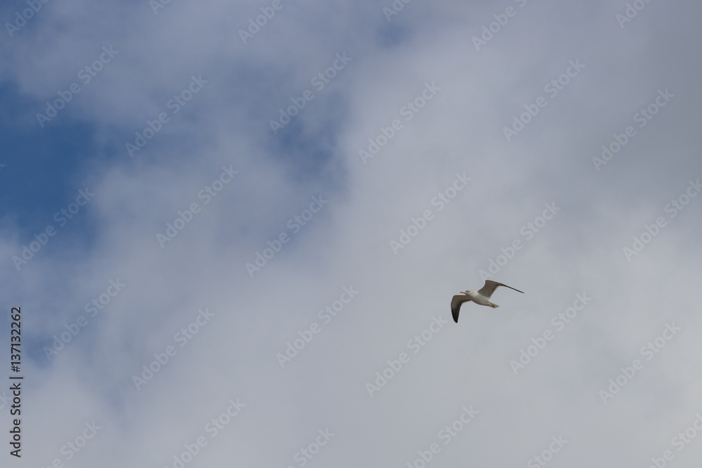 Obraz premium Silbermöwe in der Luft