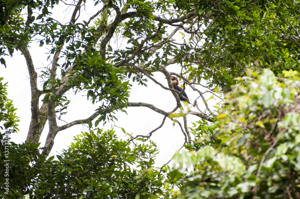 Fototapeta premium Papuan Hornbill in Manusela National Park, Indonesia. A wild Papuan Hornbill seen in Manusela National Park on the island of Seram in the Raja Ampat area of West Papua, Indonesia.