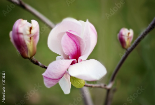 Flowering magnolia in the garden. Magnolia branch