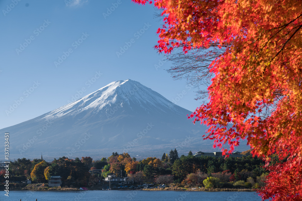 Fototapeta premium autumn red maple leaves mount Fuji