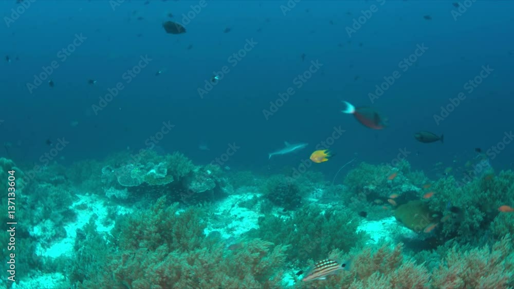 Grey reef sharks on the edge of a colorful coral reef with plenty fish. 4k footage Grey reef sharks on the edge of a colorful coral reef with plenty fish. 4k footage