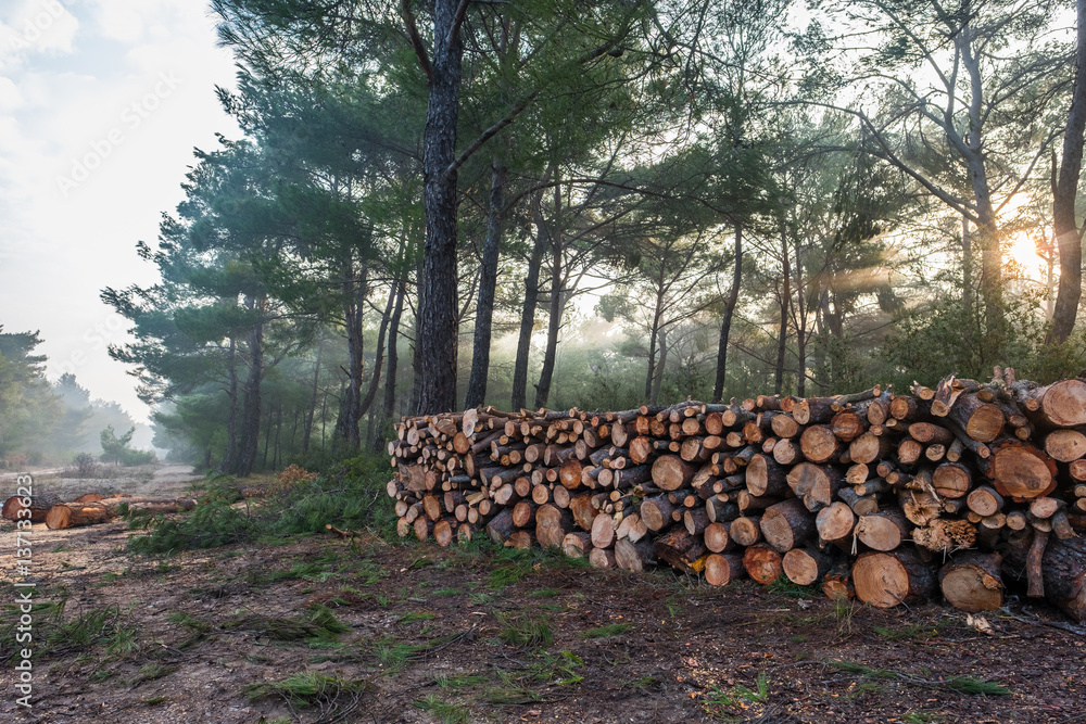 Stacked Logs in the Forest
