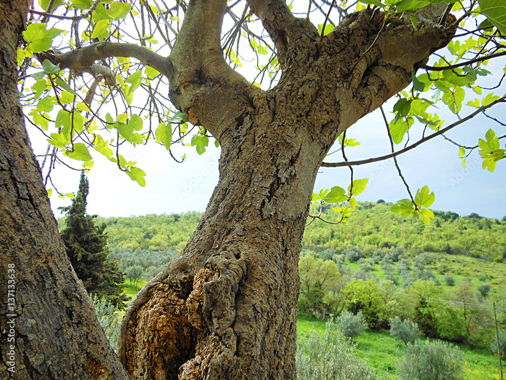 Obraz premium Tree in foreground of forest view