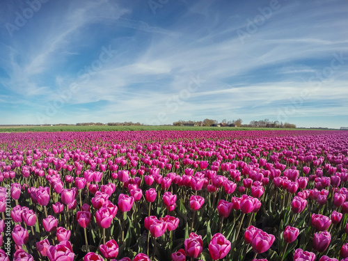 Fototapeta Naklejka Na Ścianę i Meble -  Group purple tulips against the sky. Spring landscape.