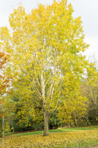 Autumn in the English countryside yellow colors