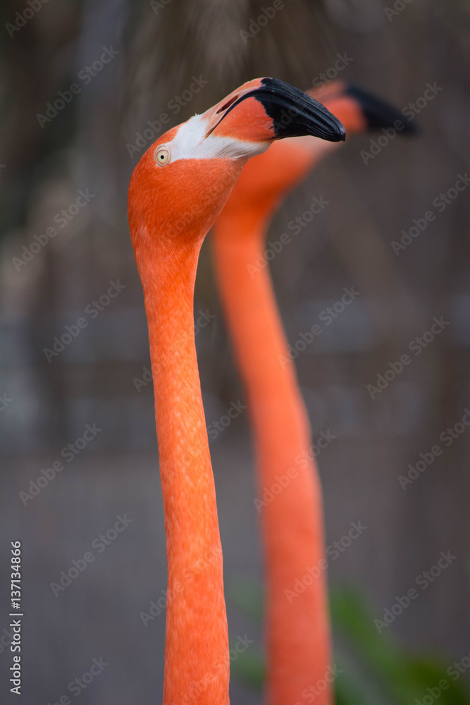 Obraz premium Two Flamingo Birds in Mirror-Like Image