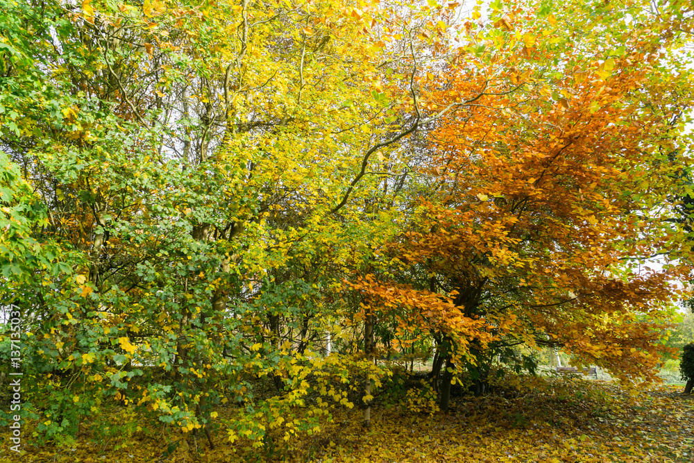 Autumn in the English countryside yellow colors Autumn in the English countryside yellow colors