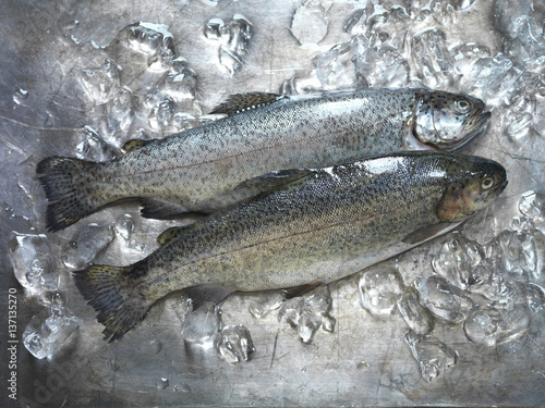 Overhead view of trout on ice