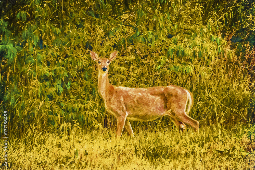 White Tail Deer White Tail Deer
