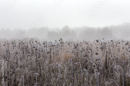 Gefrorenes Feld mit Sonnenblumen photo