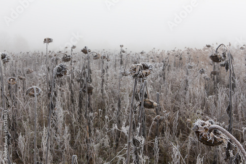 Canvastavla Gefrorenes Feld mit Sonnenblumen
