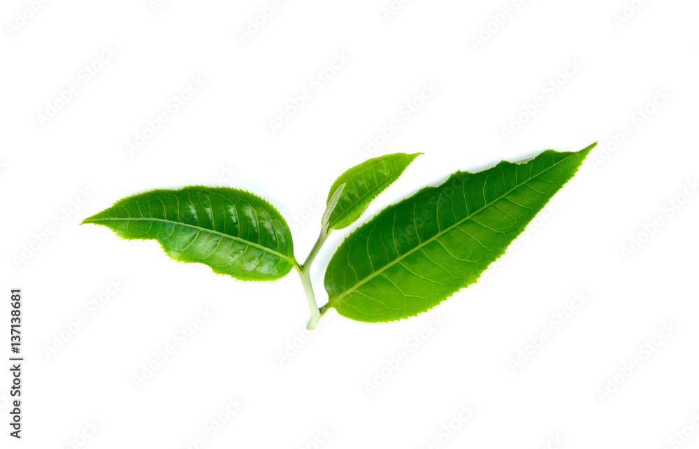 tea leaf on white background tea leaf on white background