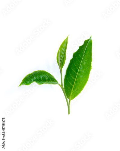 green tea leaf on white bacground