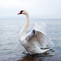 Acrylglasbilder Schwan Wilder Schwan schlägt mit Flügeln  © tilialucida