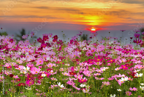 Cosmos Flower field on sun rise background,spring season flowers