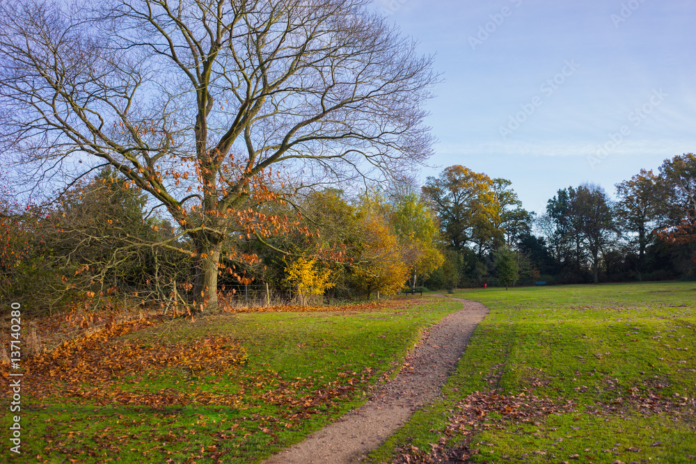 Obraz premium Local park land in England