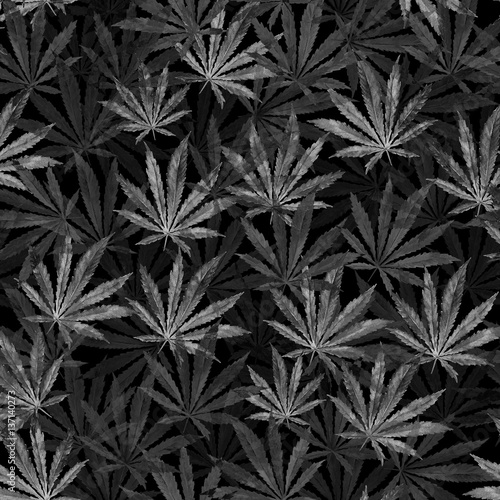 Crowd of Cannabis leaves on black background