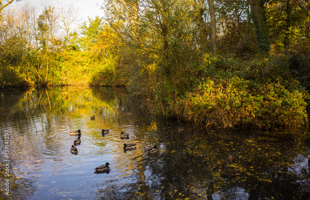 Fototapeta premium A duck pond inside a park