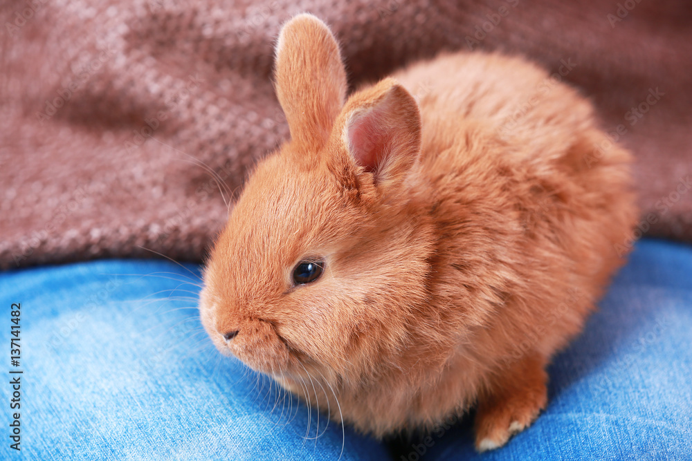 Naklejka premium Woman with cute funny rabbit, closeup