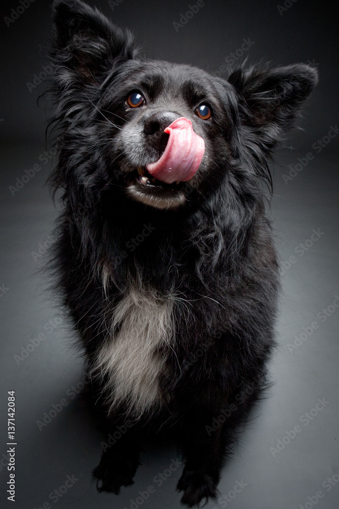 Dog with tongue. Australian Shepherd. Dog with tongue. Australian Shepherd.