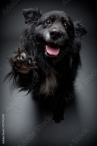 Dog beggar. Australian Shep...