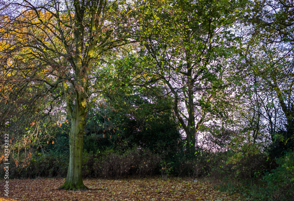 Naklejka premium Leicester-shire countryside