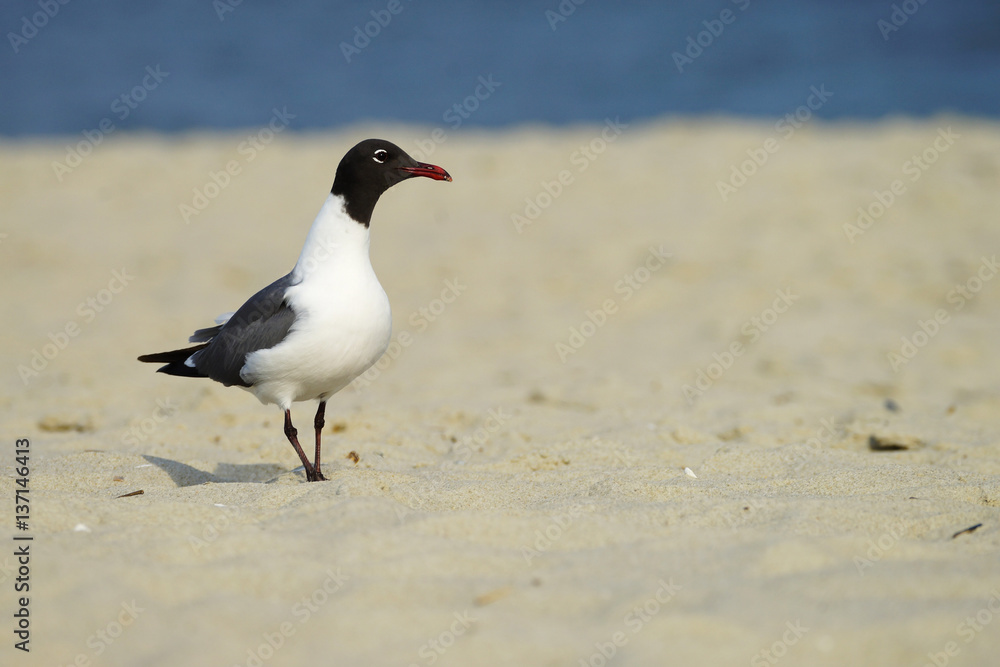Laughing Gull in breeding plumage Laughing Gull in breeding plumage