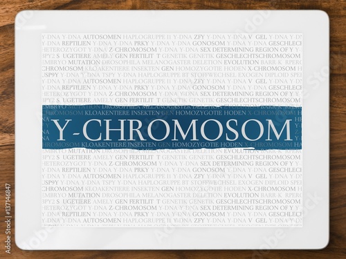 Y-Chromosom