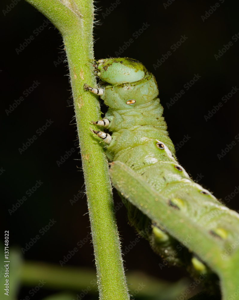Fototapeta premium Tomato Worm Eating a Tomato Plant Stem