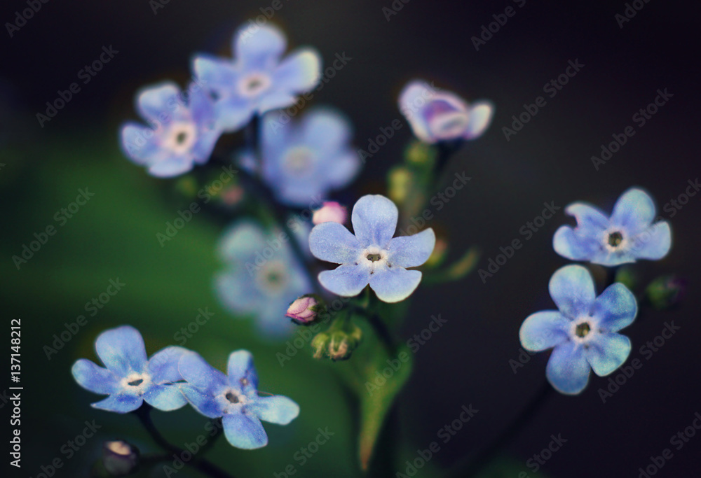 Small blue flowers on the sunny glade. Macro Small blue flowers on the sunny glade. Macro