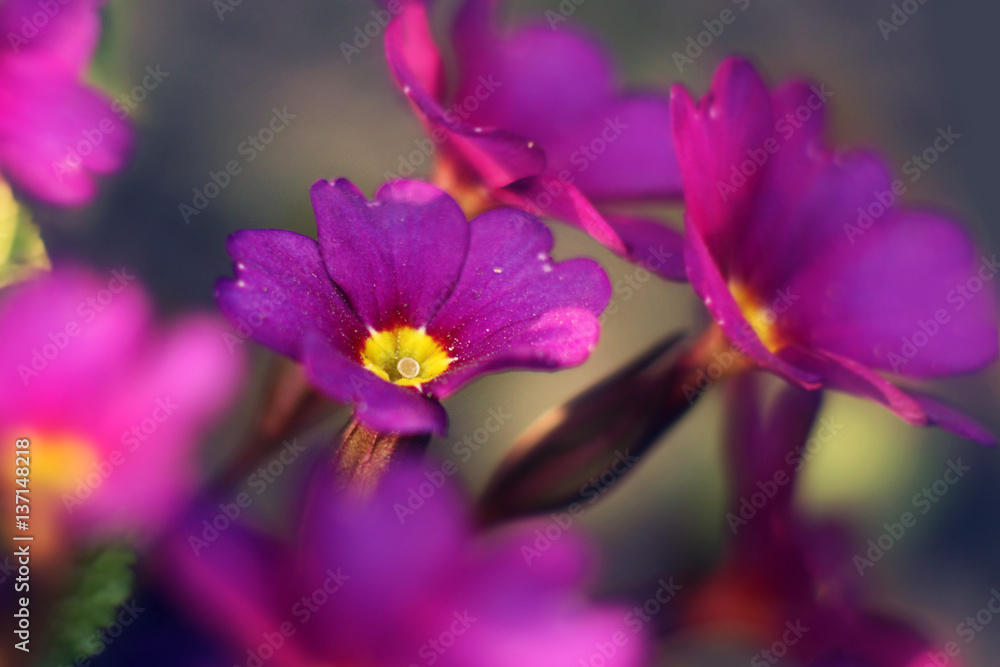 Small pink flowers on the sunny glade. Macro Small pink flowers on the sunny glade. Macro