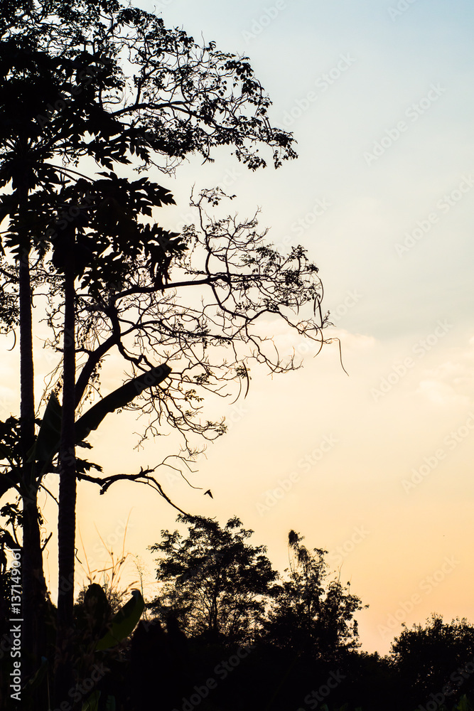 Silhouette big trees dry leaf nature sunset sky at evening shadow with space Silhouette big trees dry leaf nature sunset sky at evening shadow with space