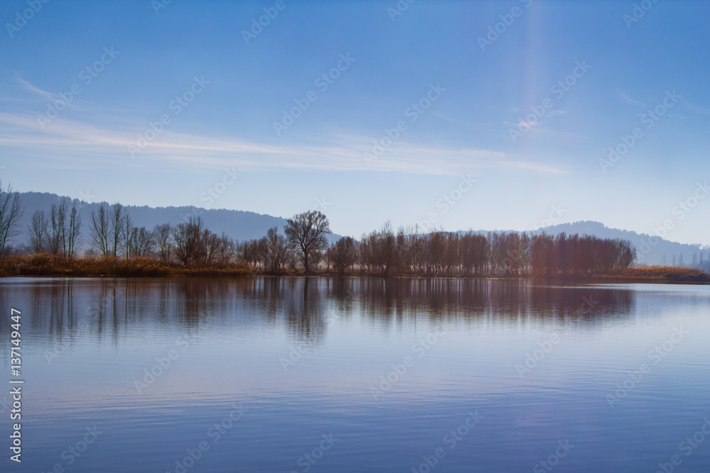 Naked Trees Overlooking the Lake