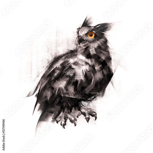 painted an owl sitting on a white background sketch photo