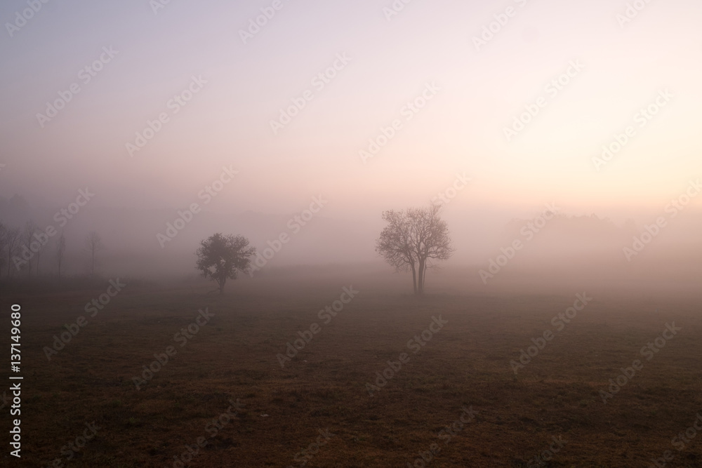 Soft focus beautiful sunrise and fog in the natural scene at Thailand.