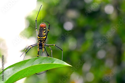 spider standing on the leaf