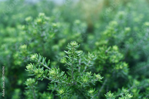 Coastal rosemary closeup