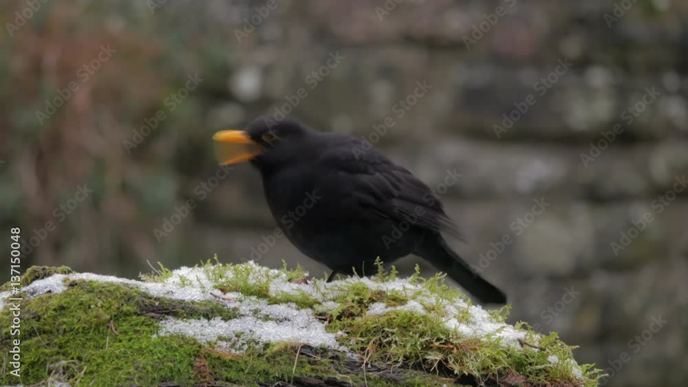 Common Blackbird (Turdus merula) on Moss Looking for Food Common Blackbird (Turdus merula) on Moss Looking for Food