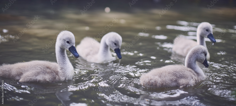 Four swan cygnets swimming together close-up
