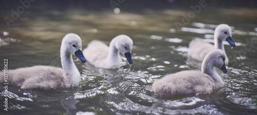 Fotografia Four swan cygnets swimming together close-up