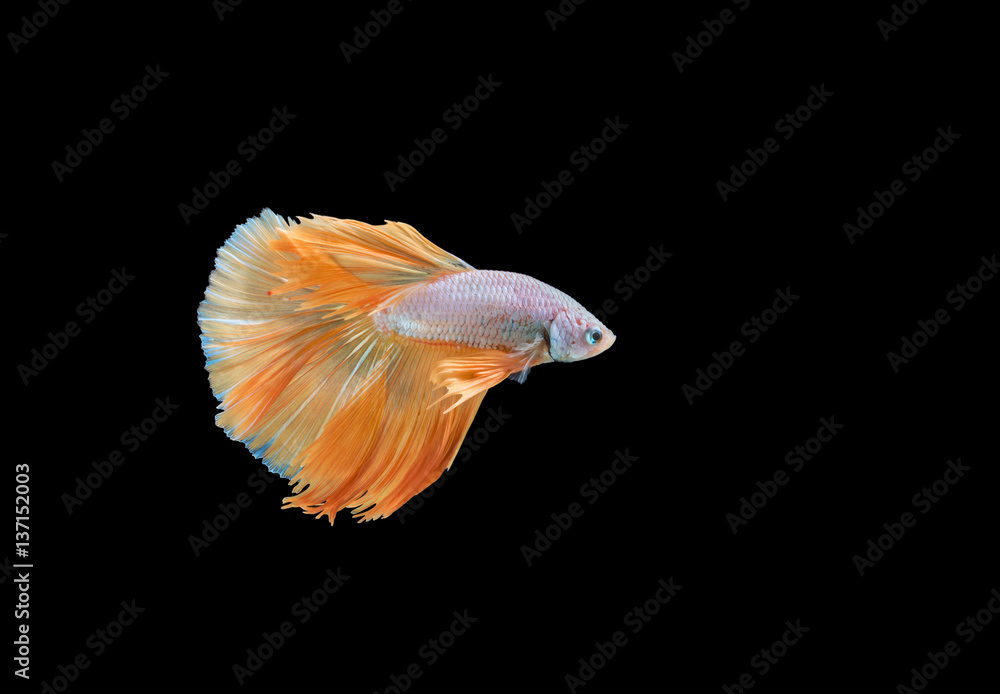 closeup beautiful small siam betta fish with isolate background closeup beautiful small siam betta fish with isolate background