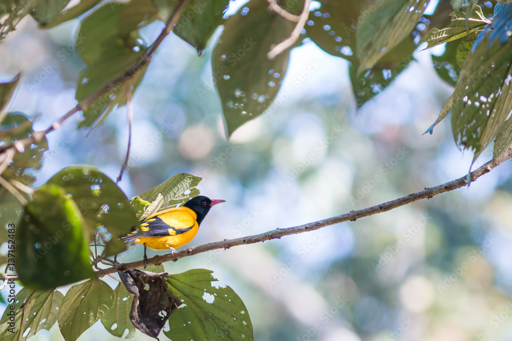Black-hooded Oriole Black-hooded Oriole